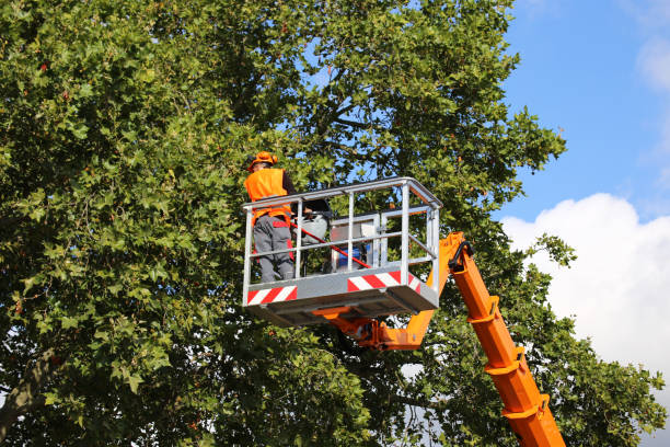 Why Choose Our Tree Removal Services in Urbandale, IA?